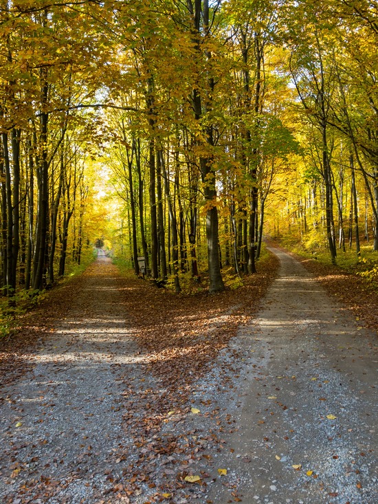 two narrow dirt roads branch off in different directions