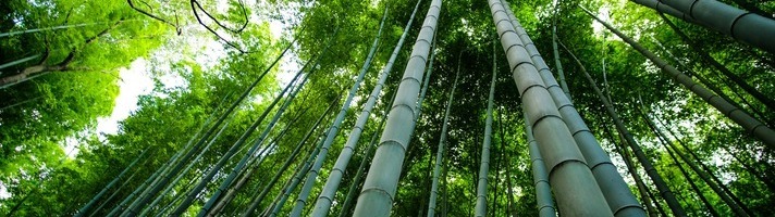 a photo of bamboo