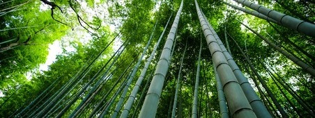  a photo of bamboo