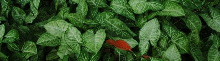 a photo of green leaves